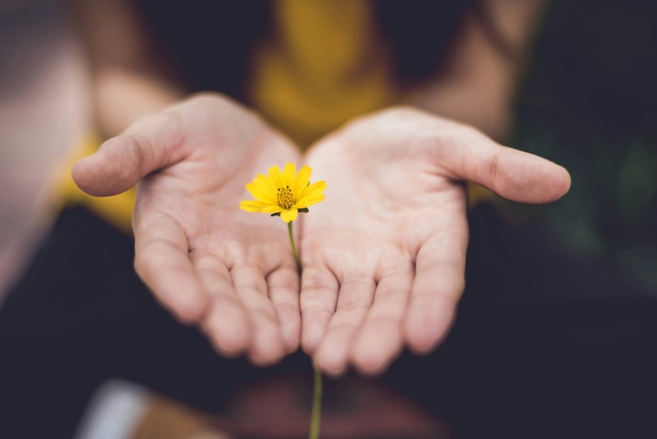 offene Hände mit Blume